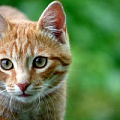 Кошки